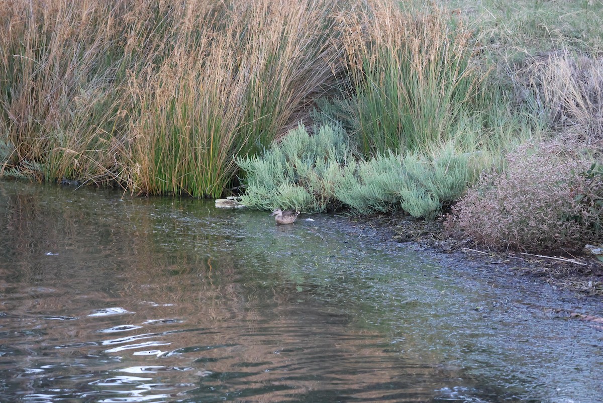 Green-winged Teal - ML643171563