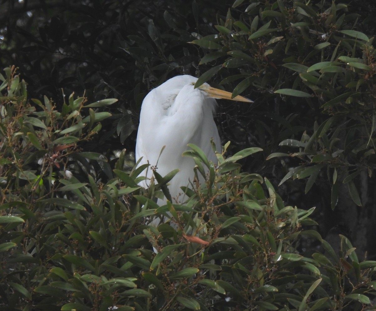 Grande Aigrette - ML643171564
