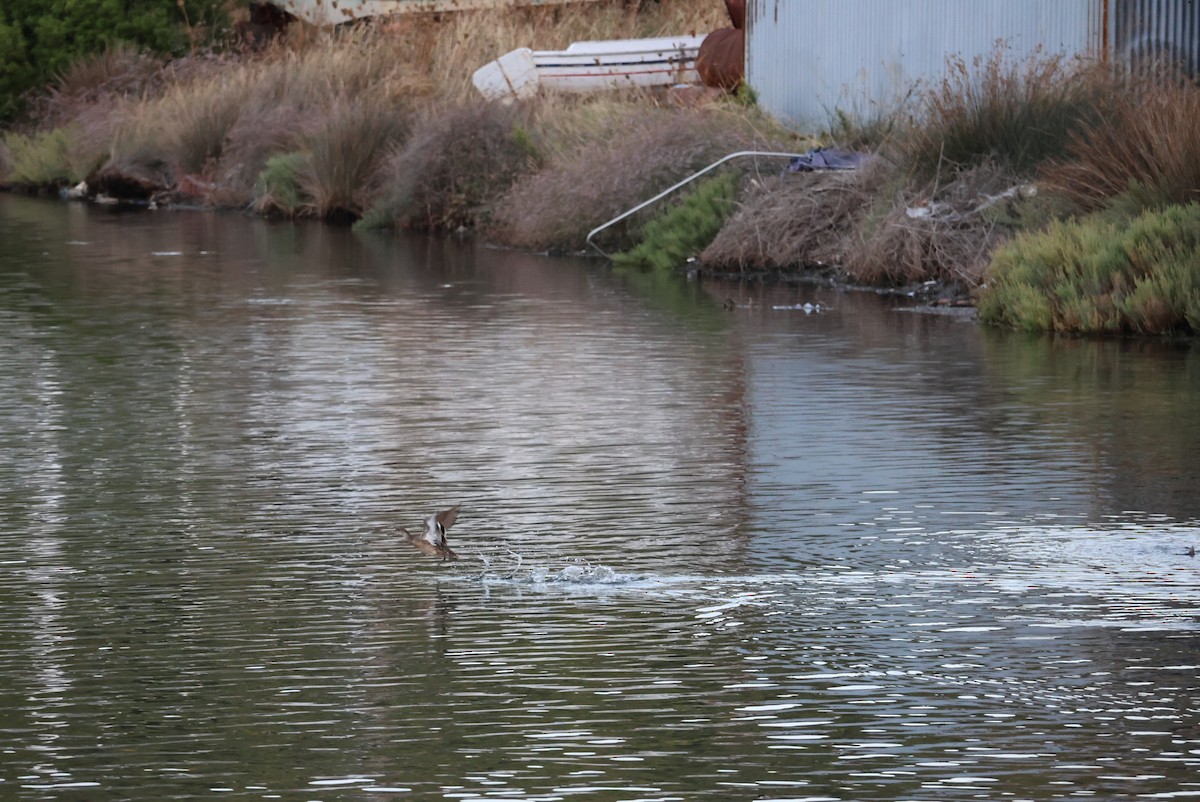Green-winged Teal - ML643171576