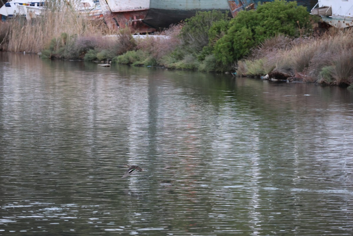 Green-winged Teal - ML643171593