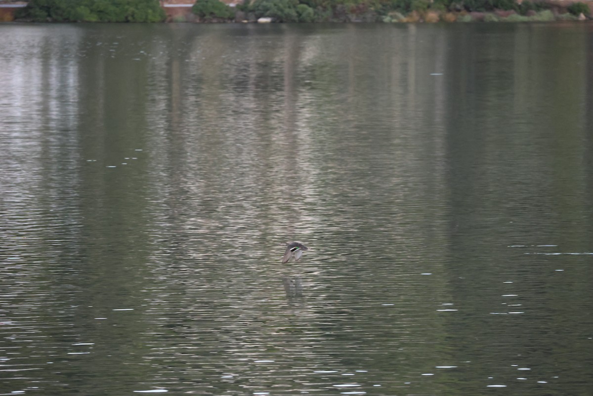 Green-winged Teal - ML643171601