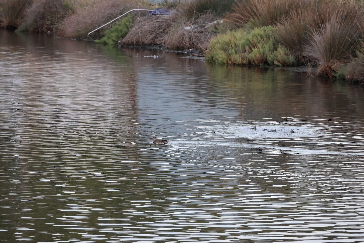 Green-winged Teal - ML643171607