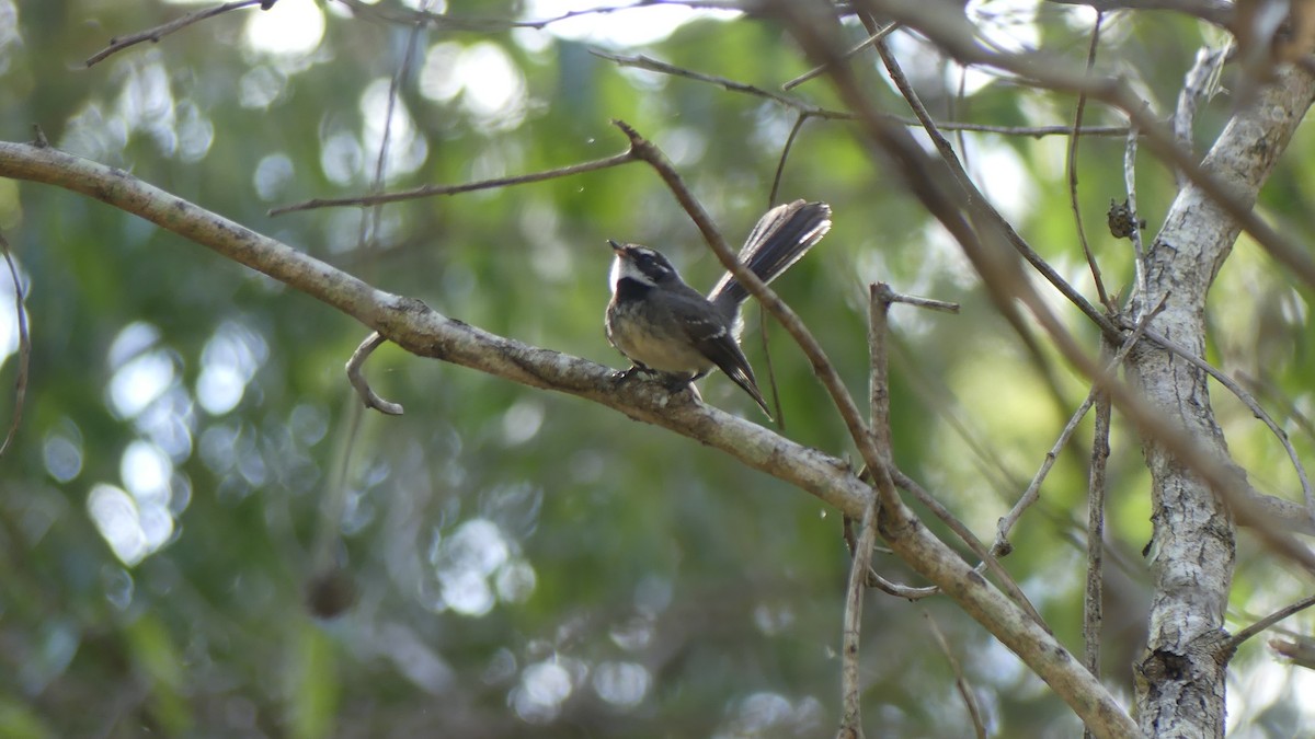Gray Fantail - ML643171608
