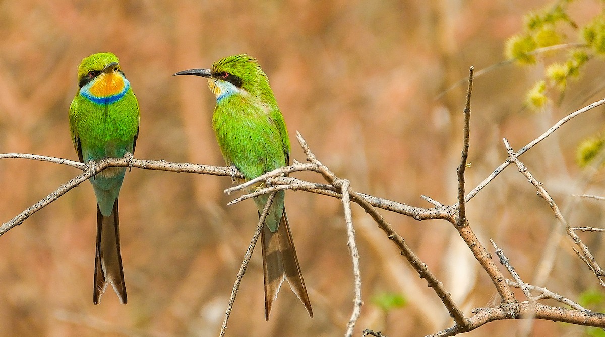 Swallow-tailed Bee-eater - ML643171624