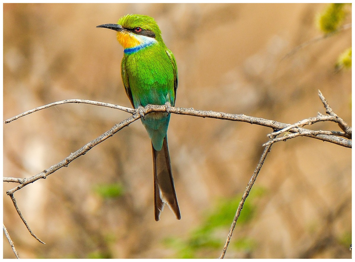 Swallow-tailed Bee-eater - ML643171626