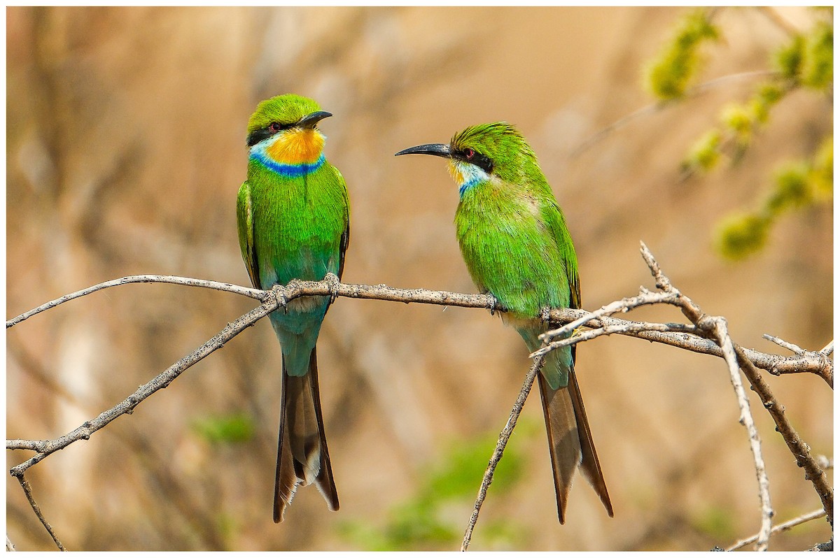 Swallow-tailed Bee-eater - ML643171627