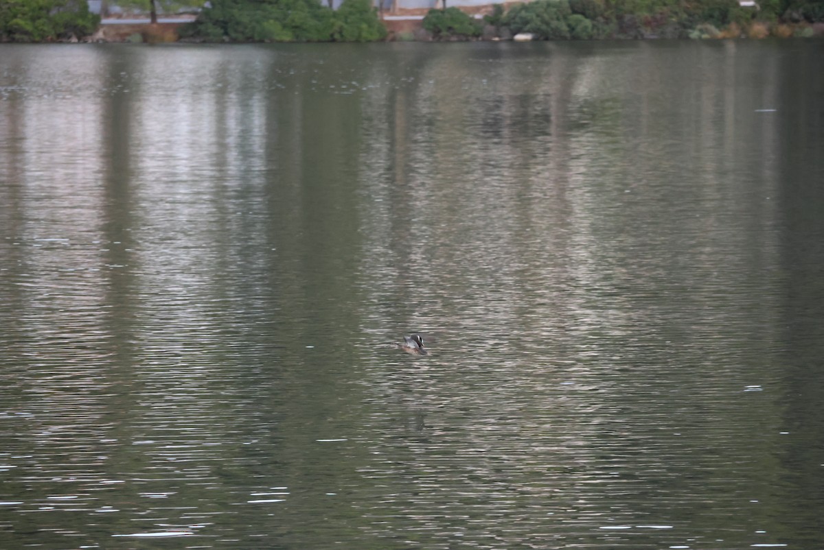 Green-winged Teal - ML643171628