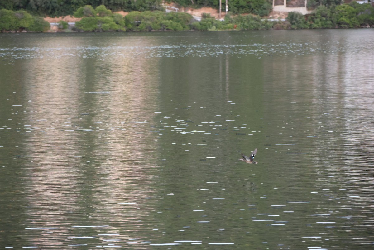 Green-winged Teal - ML643171632