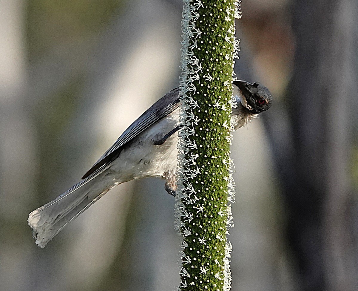 Noisy Friarbird - ML643171636