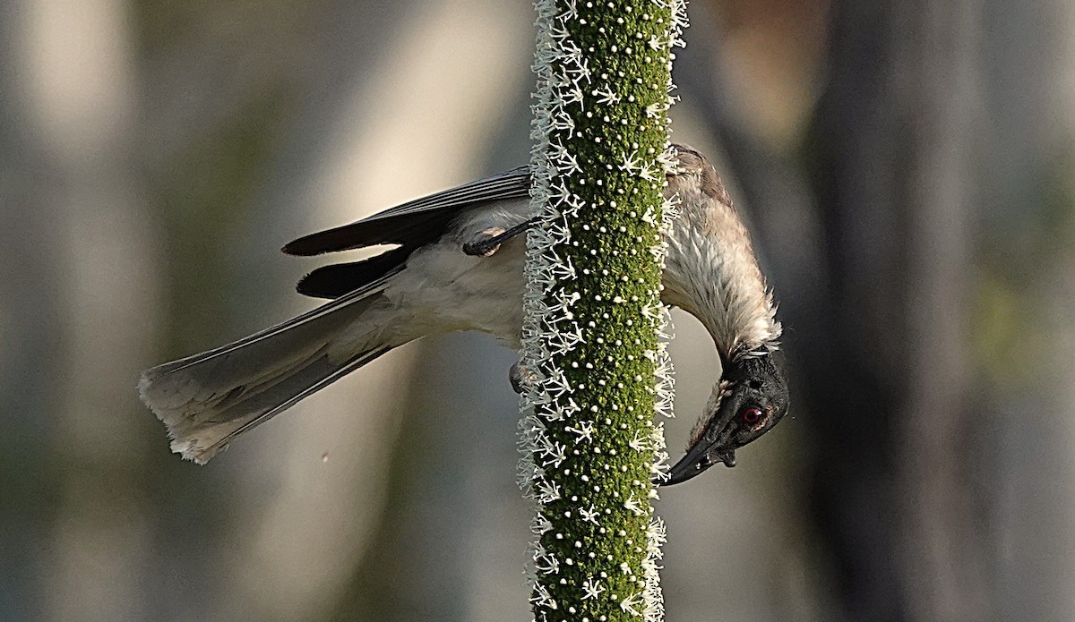 Noisy Friarbird - ML643171639
