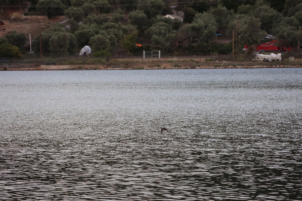 Green-winged Teal - ML643171641