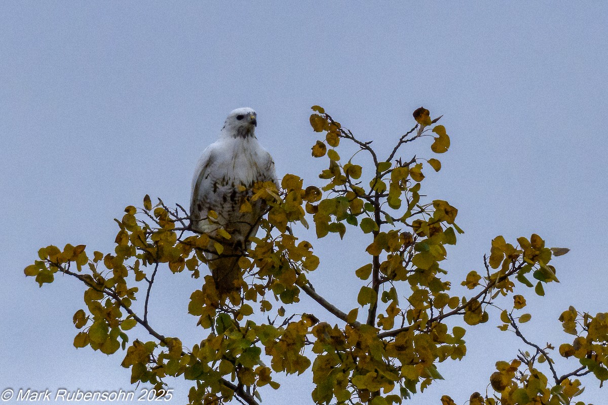 káně rudochvostá - ML643171643