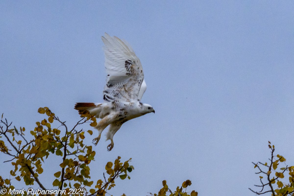 káně rudochvostá - ML643171644