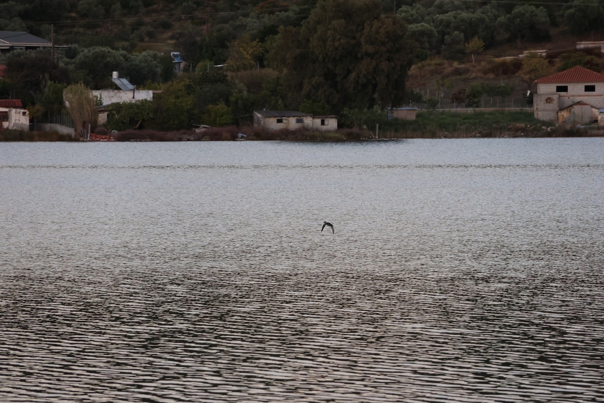 Green-winged Teal - ML643171648