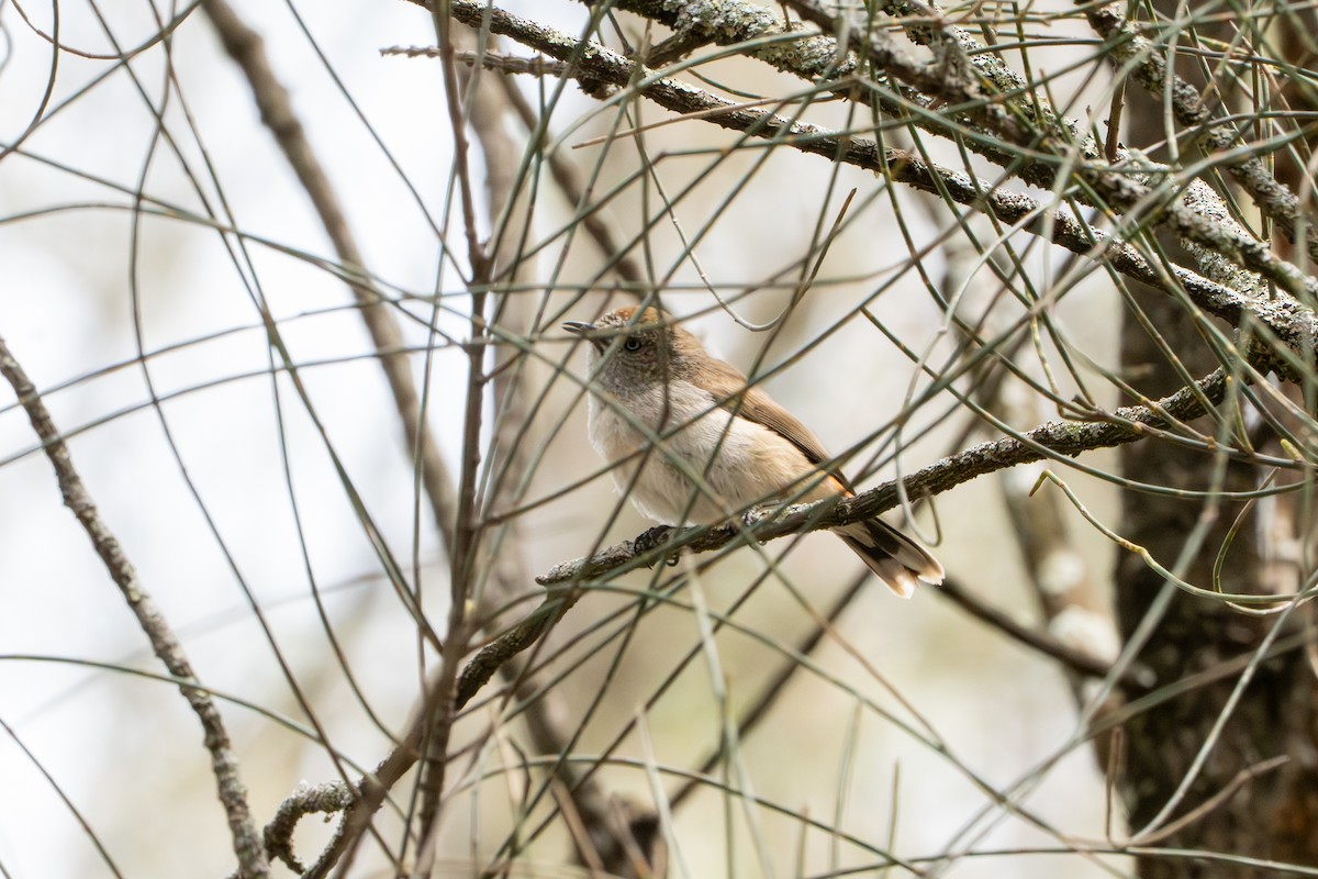Chestnut-rumped Thornbill - ML643171654