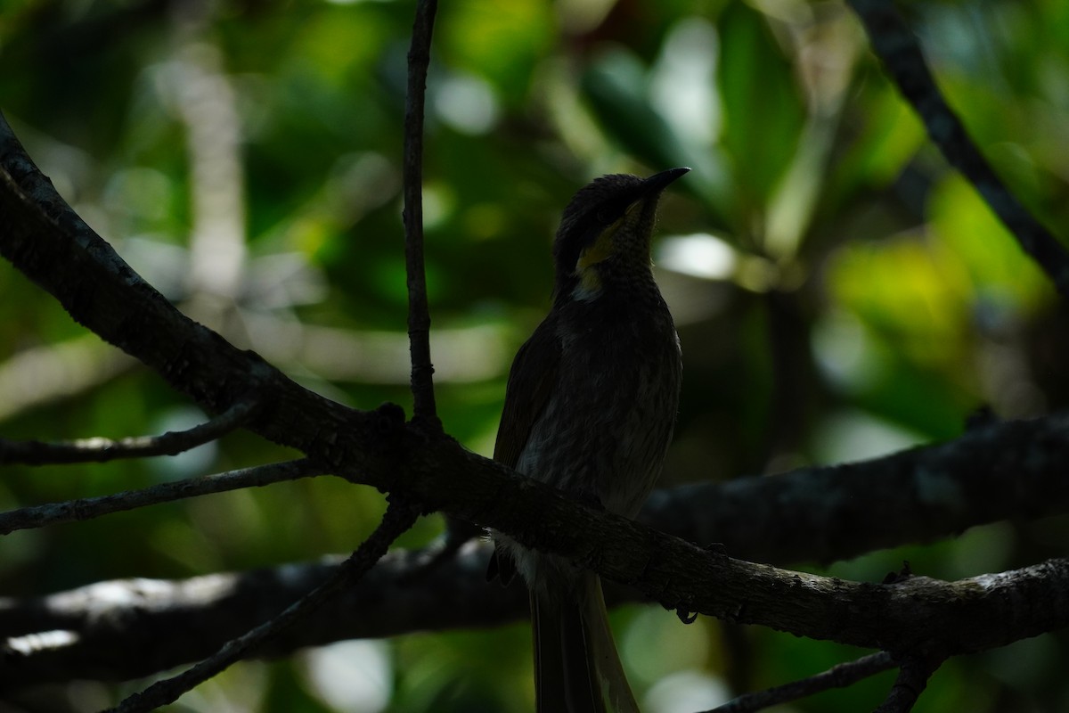 Mangrove Honeyeater - ML643171658