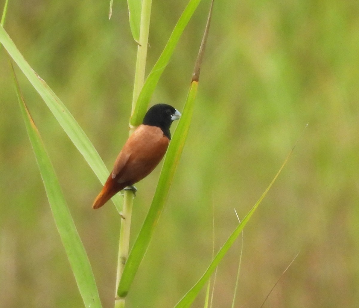 Chestnut Munia - ML643171688