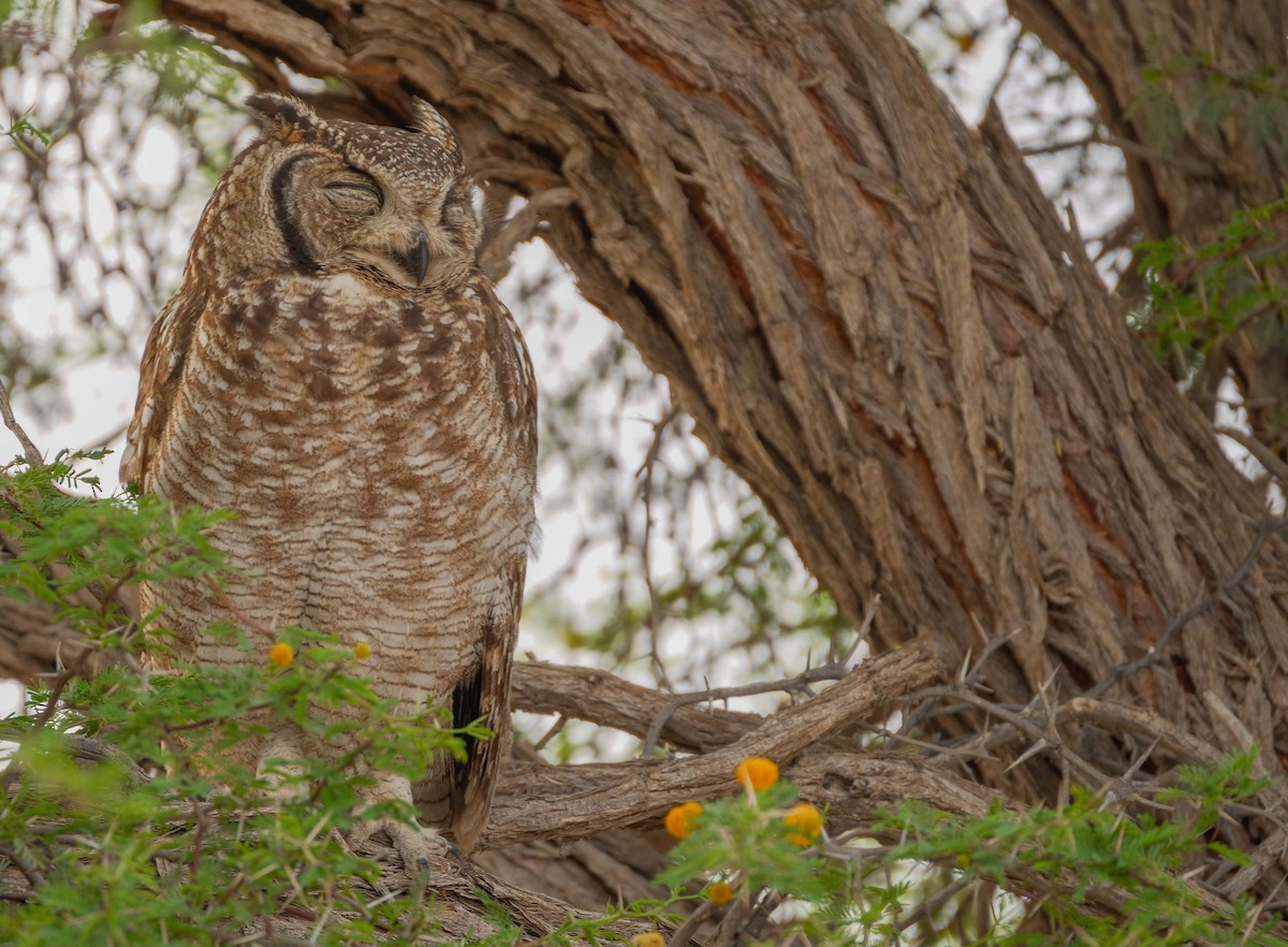 Spotted Eagle-Owl - ML643171697