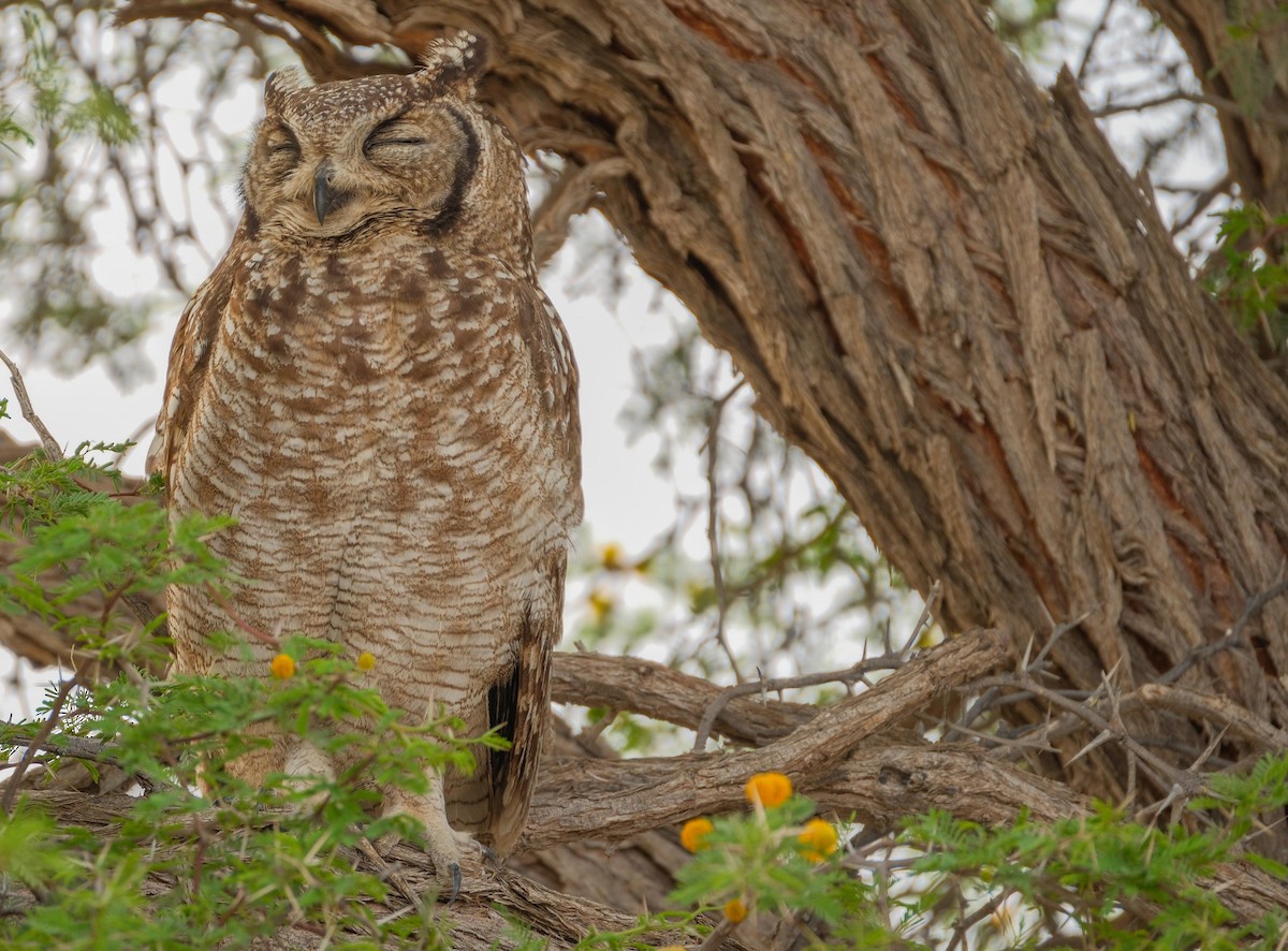 Spotted Eagle-Owl - ML643171698