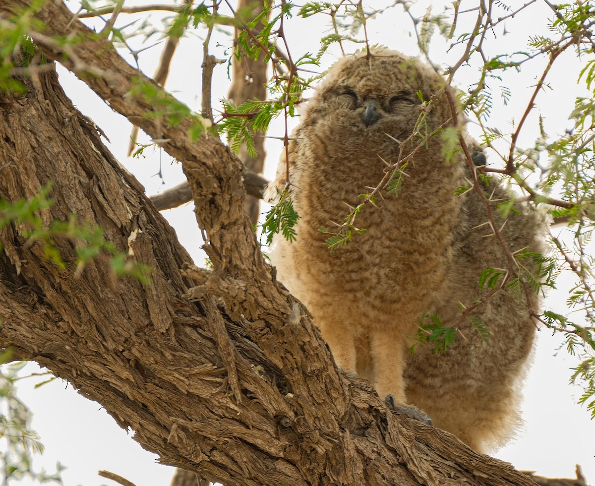 Spotted Eagle-Owl - ML643171699