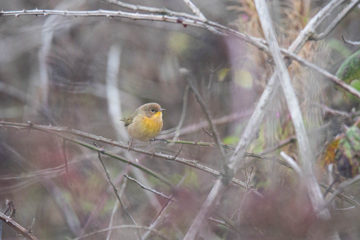 Common Yellowthroat - ML643171713