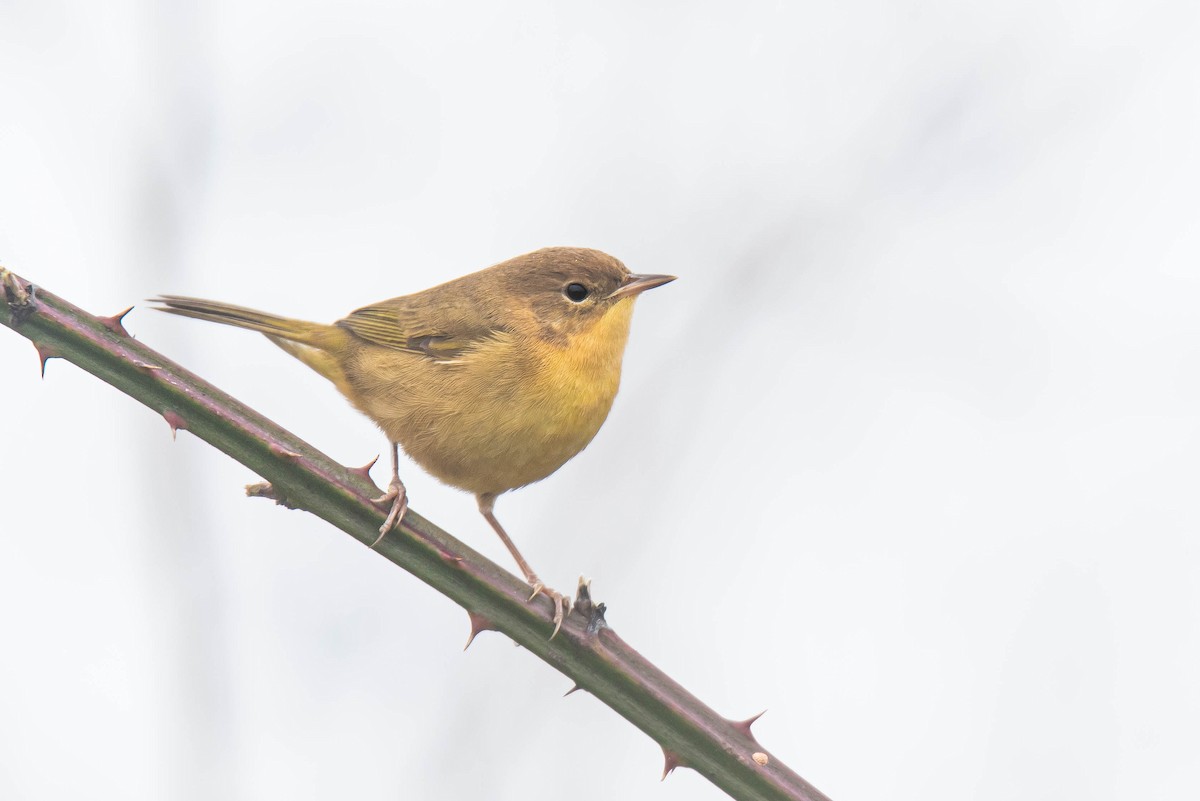 Common Yellowthroat - ML643171714