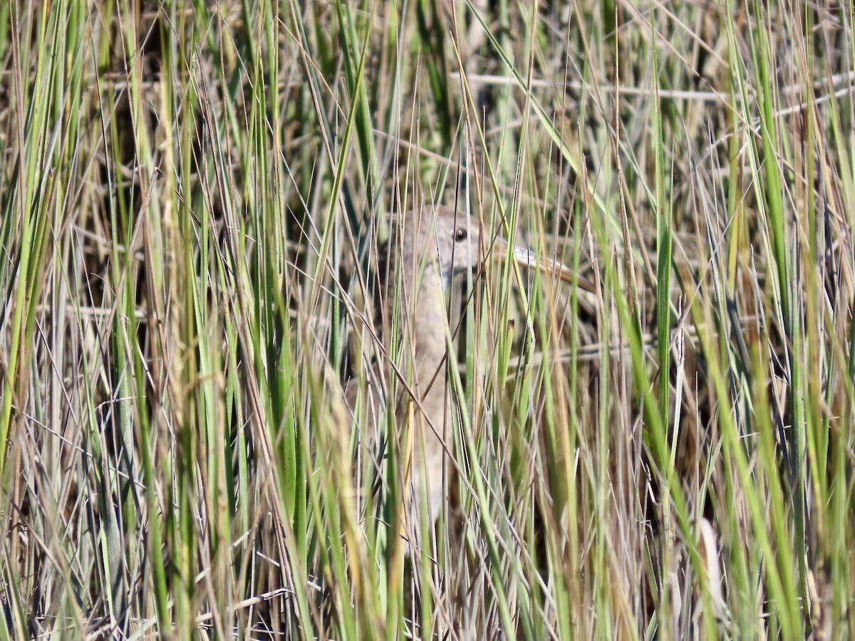 Clapper Rail - ML643171723