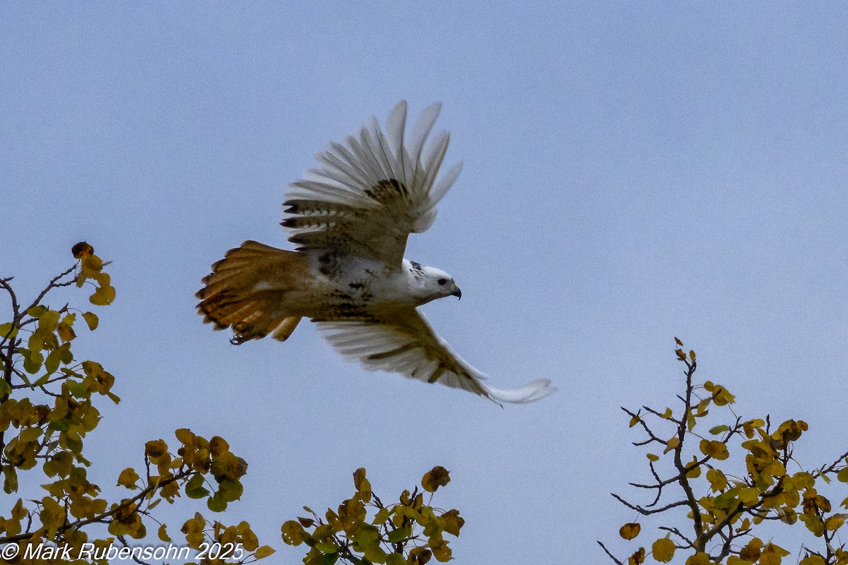 káně rudochvostá - ML643171724