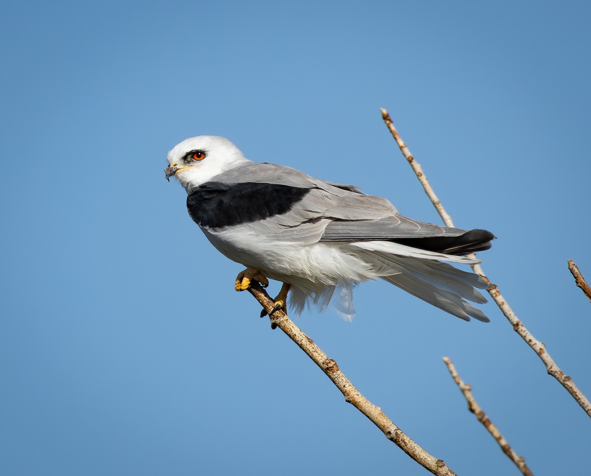 White-tailed Kite - ML643171746