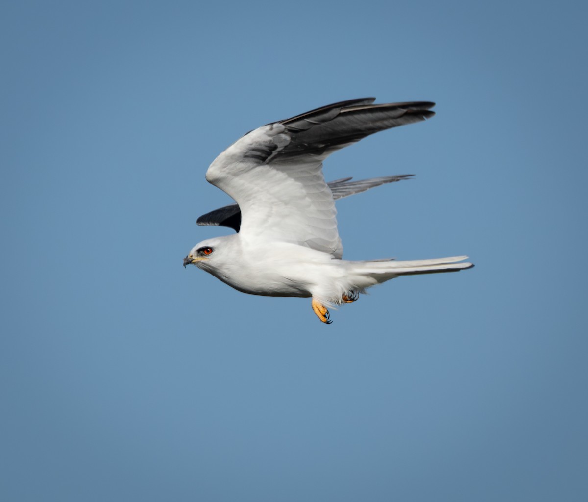 White-tailed Kite - ML643171747