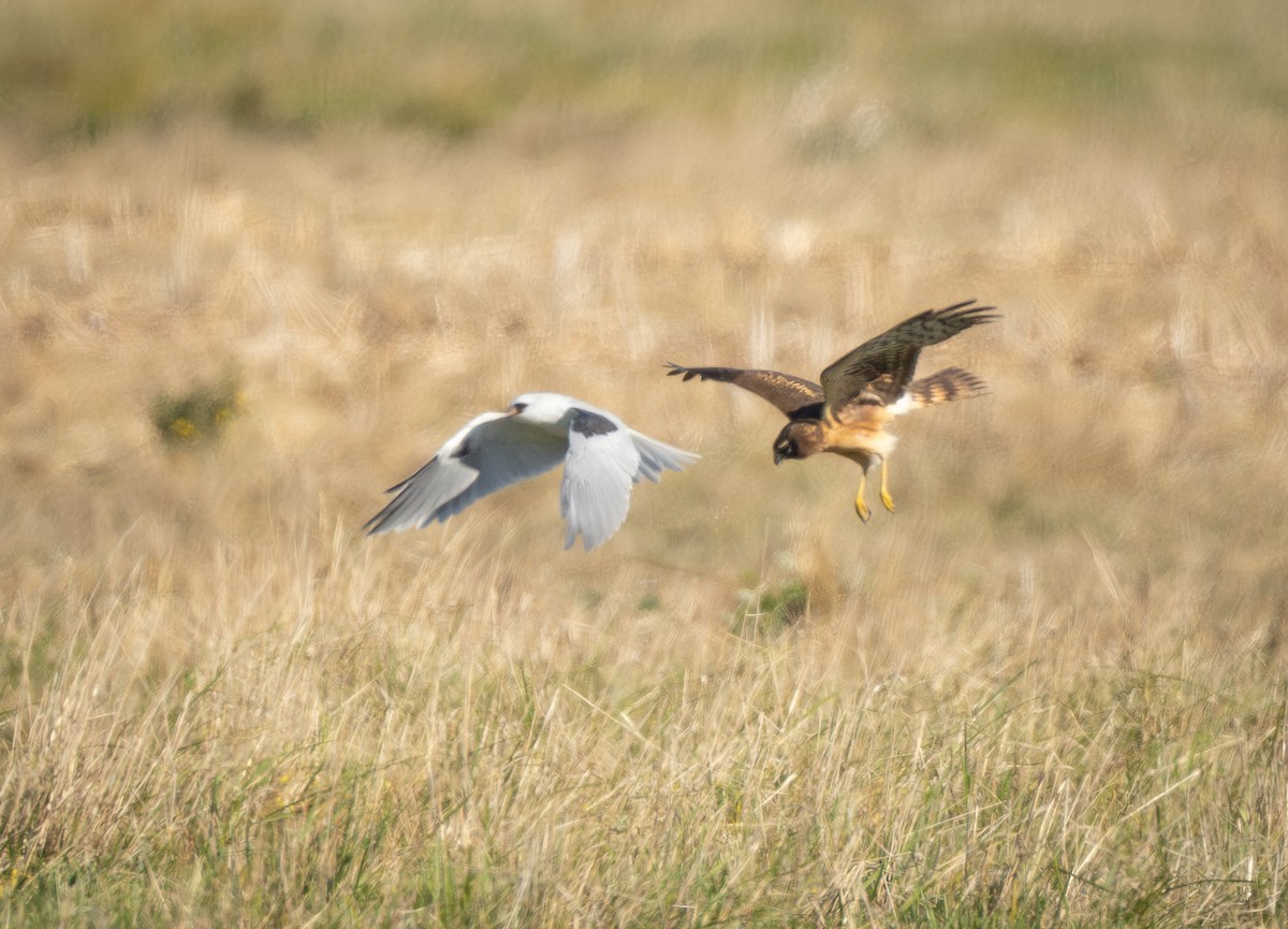 White-tailed Kite - ML643171748