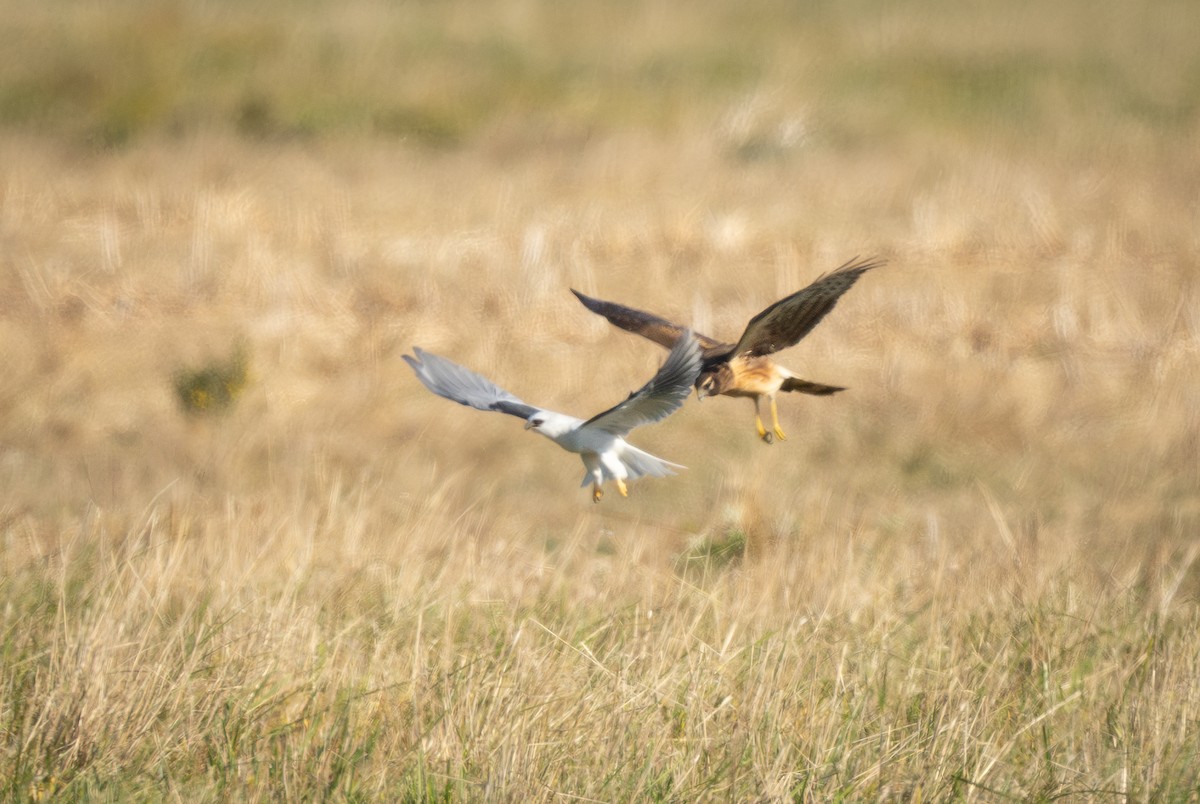 White-tailed Kite - ML643171749
