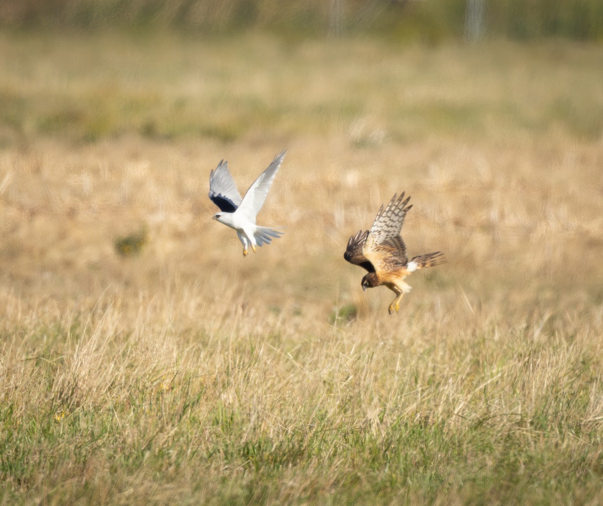 White-tailed Kite - ML643171751