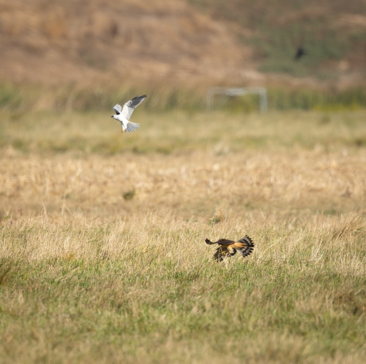 White-tailed Kite - ML643171753