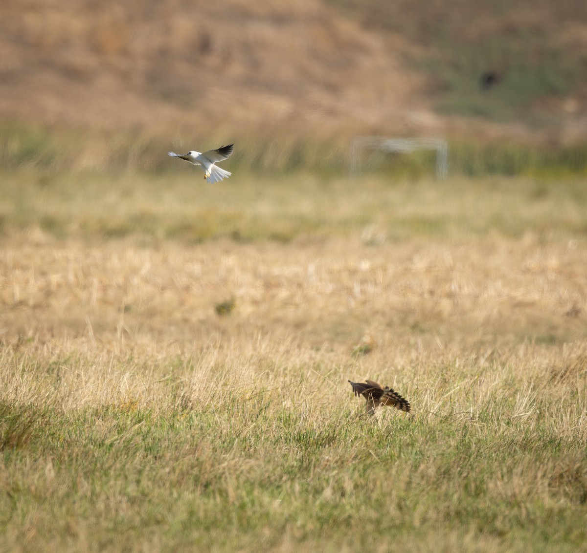 White-tailed Kite - ML643171754