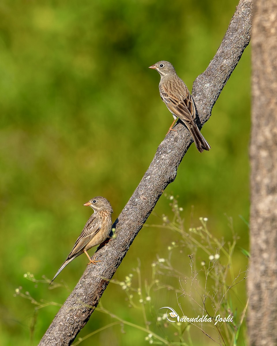 Gray-necked Bunting - ML643171802