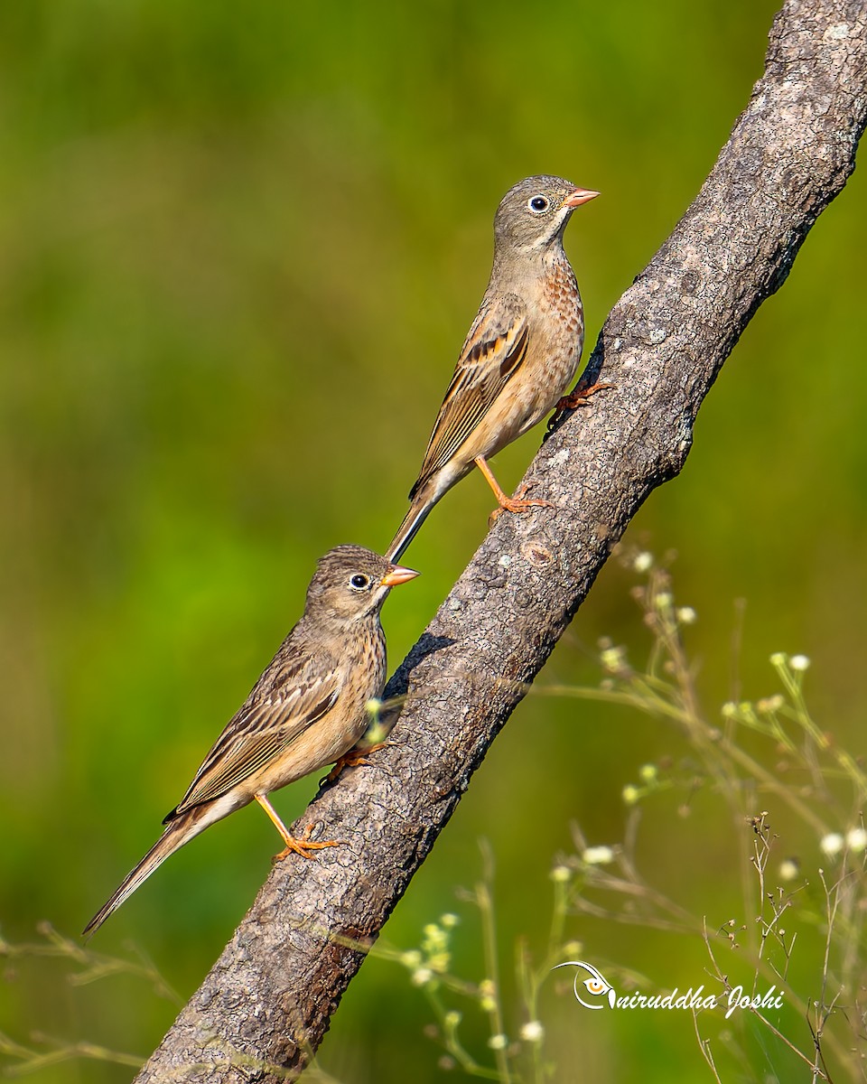 Gray-necked Bunting - ML643171803