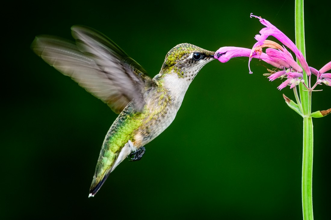 Ruby-throated Hummingbird - ML64317181