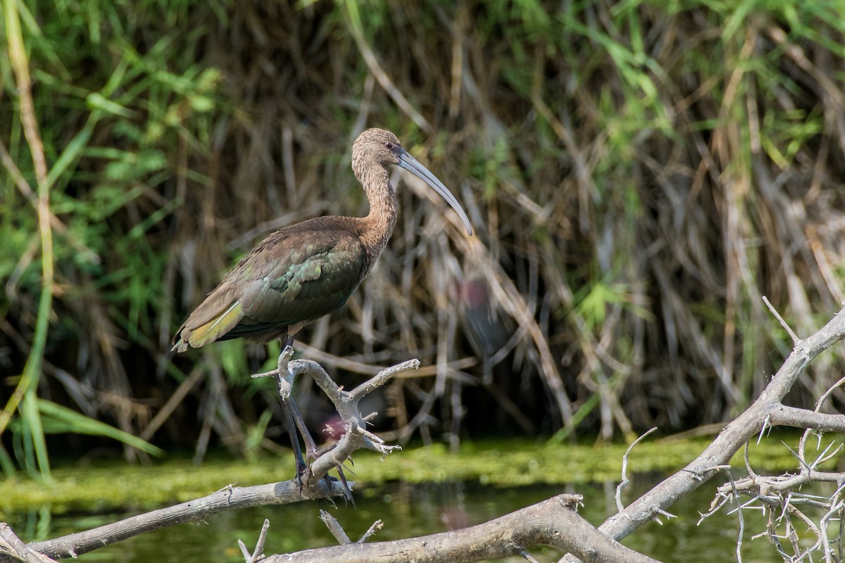 White-faced Ibis - ML643171816