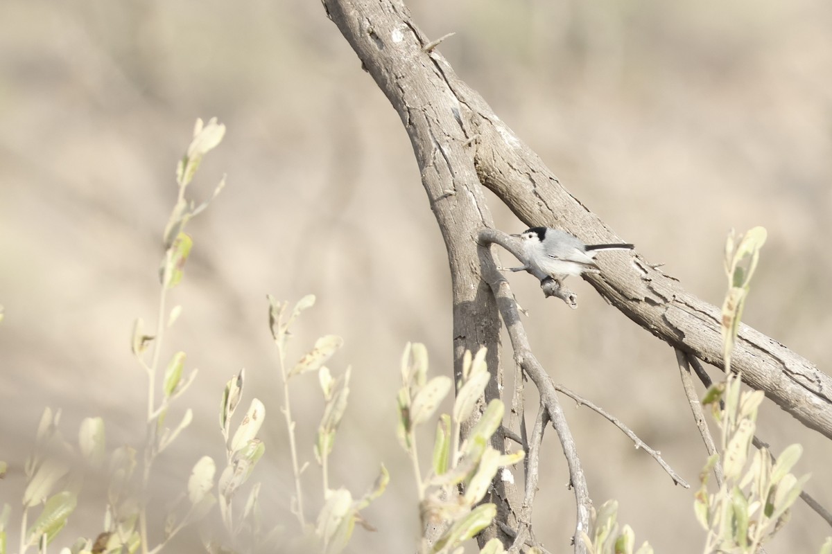 White-browed Gnatcatcher - ML643171829