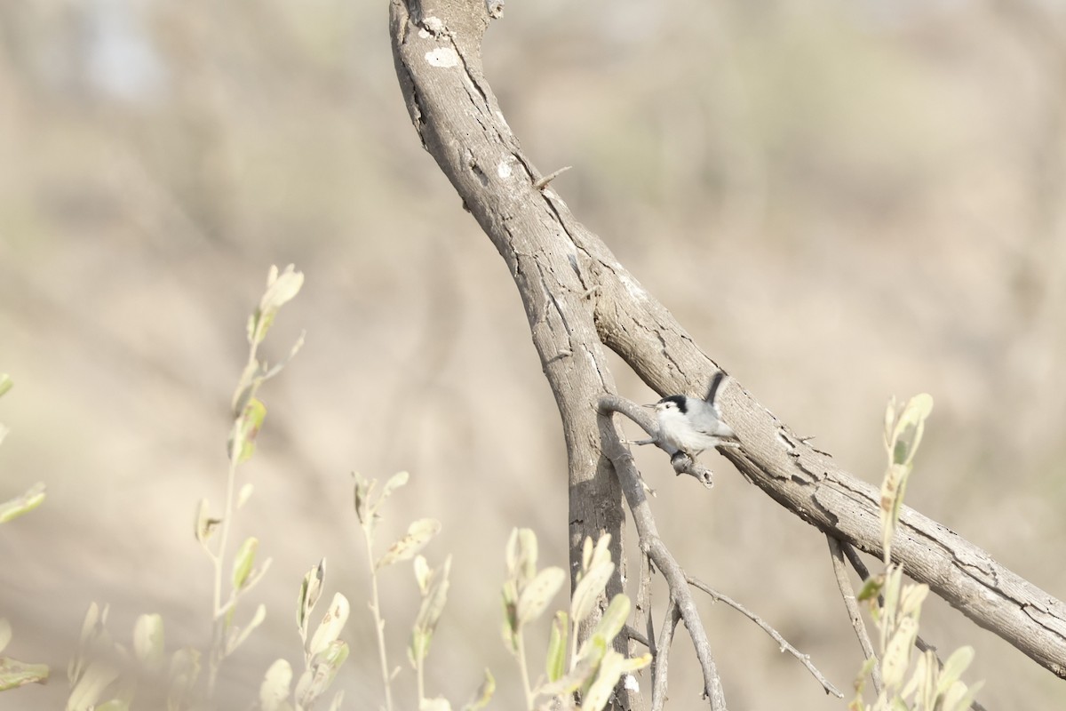 White-browed Gnatcatcher - ML643171830