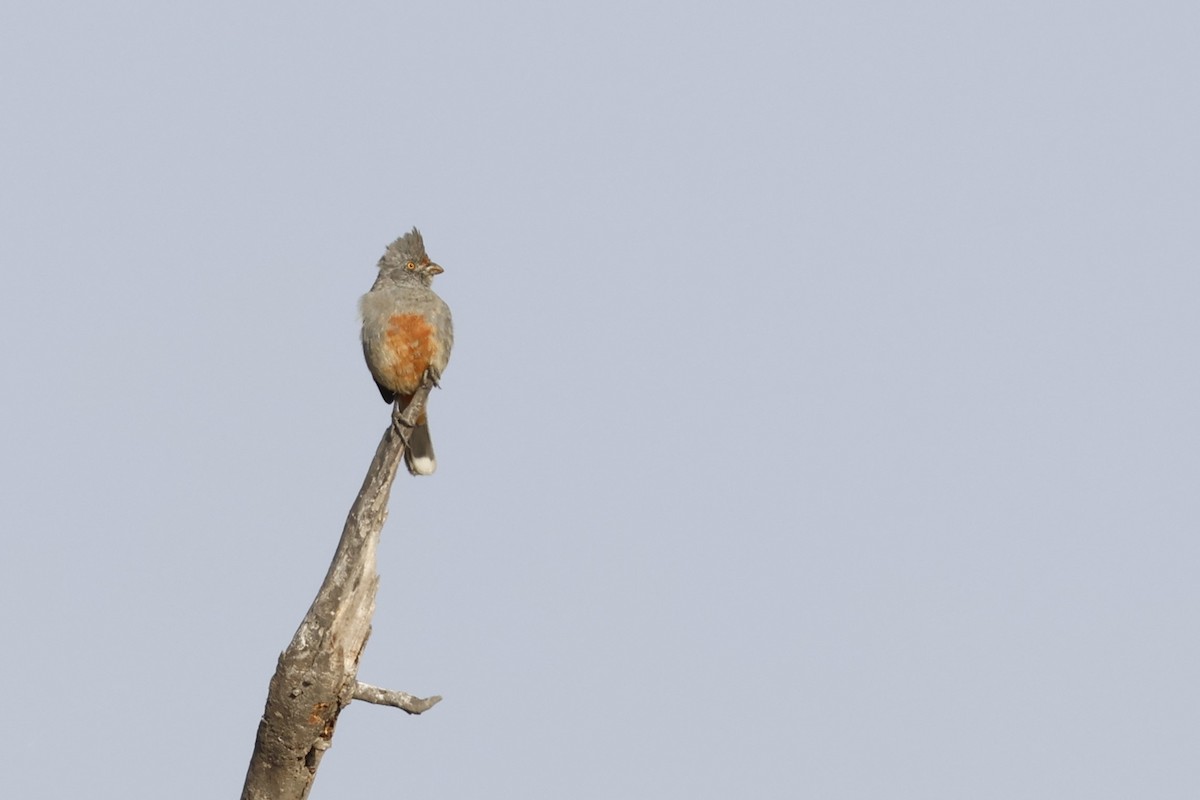 ペルークサカリドリ - ML643171832