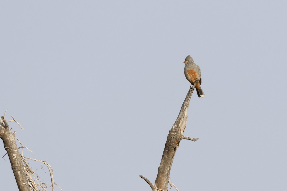 ペルークサカリドリ - ML643171833