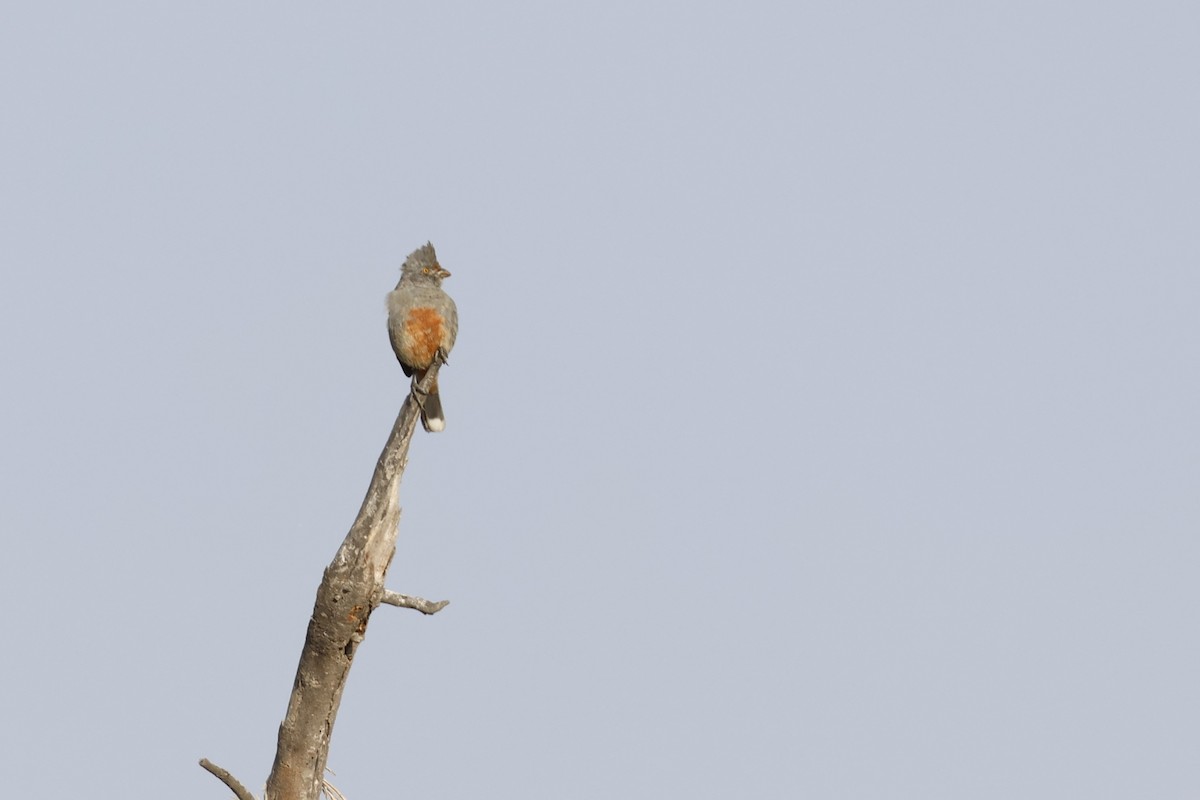 ペルークサカリドリ - ML643171834