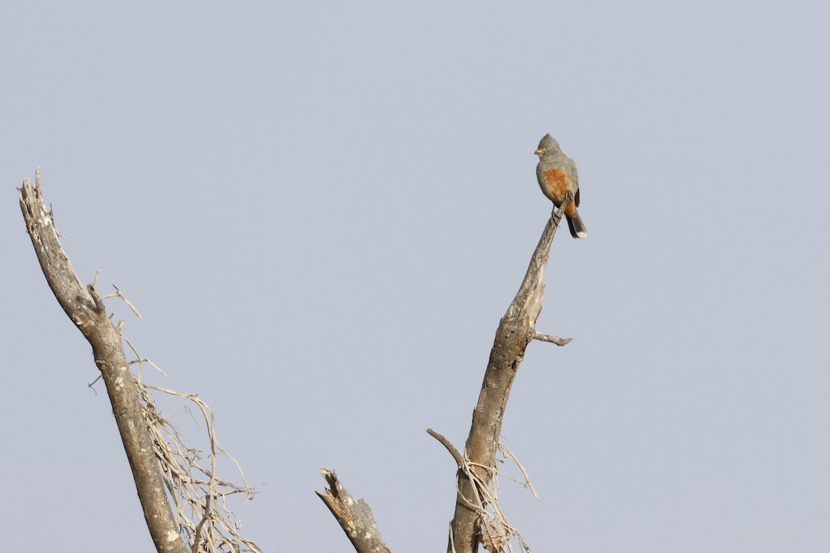 ペルークサカリドリ - ML643171835