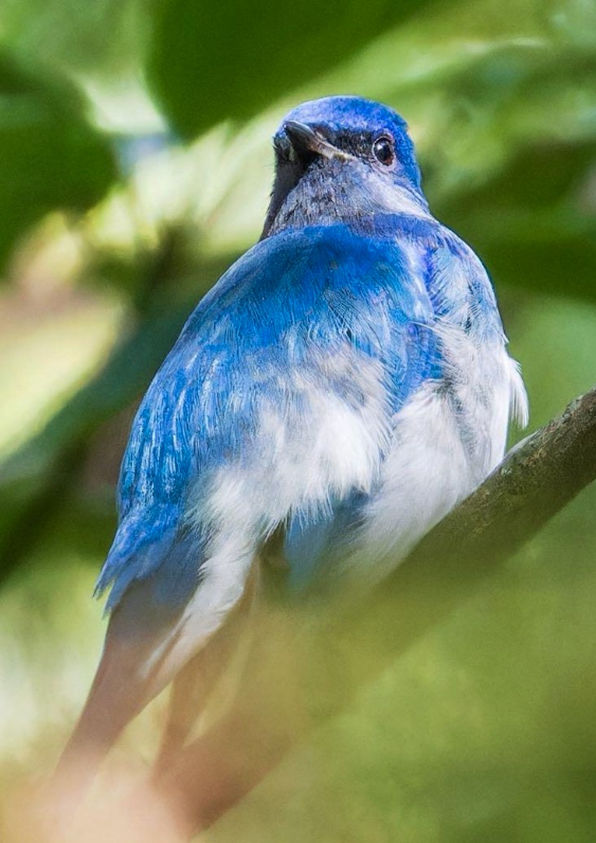Zappey's Flycatcher - ML643171850