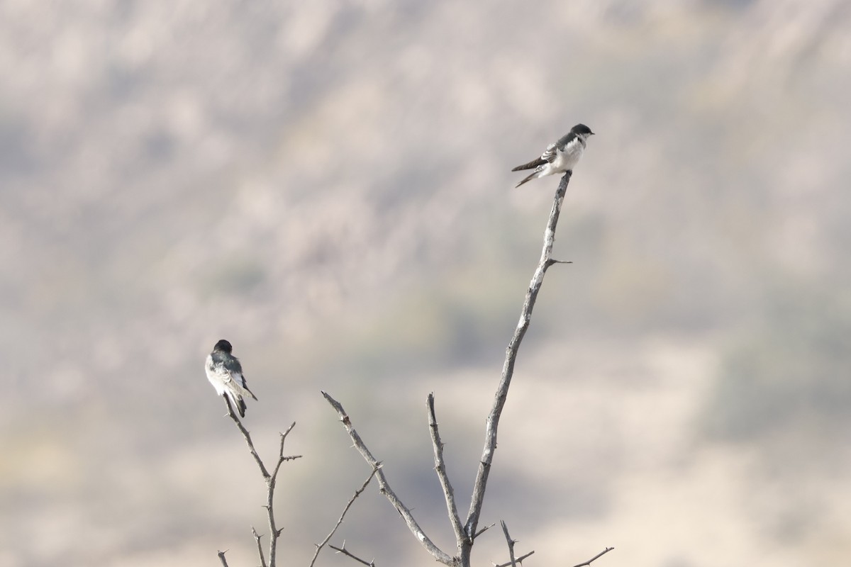 Tumbes Swallow - ML643171851