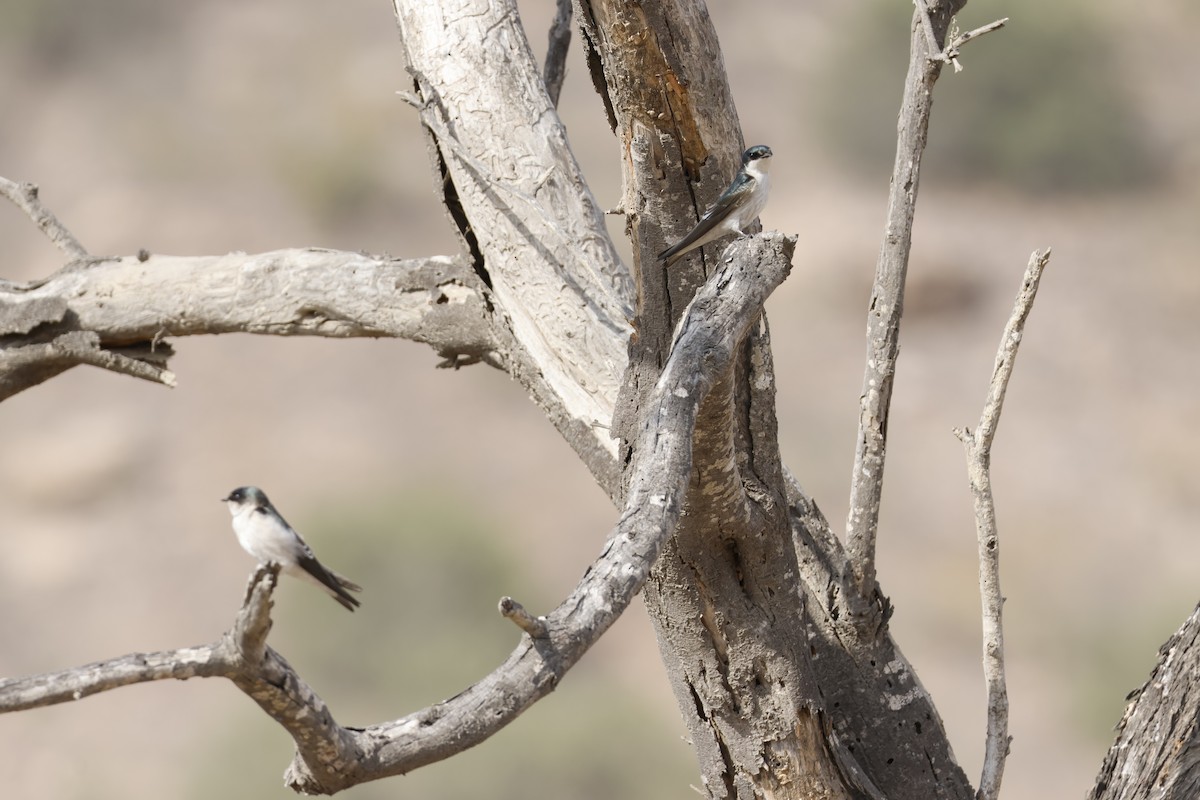 Tumbes Swallow - ML643171855