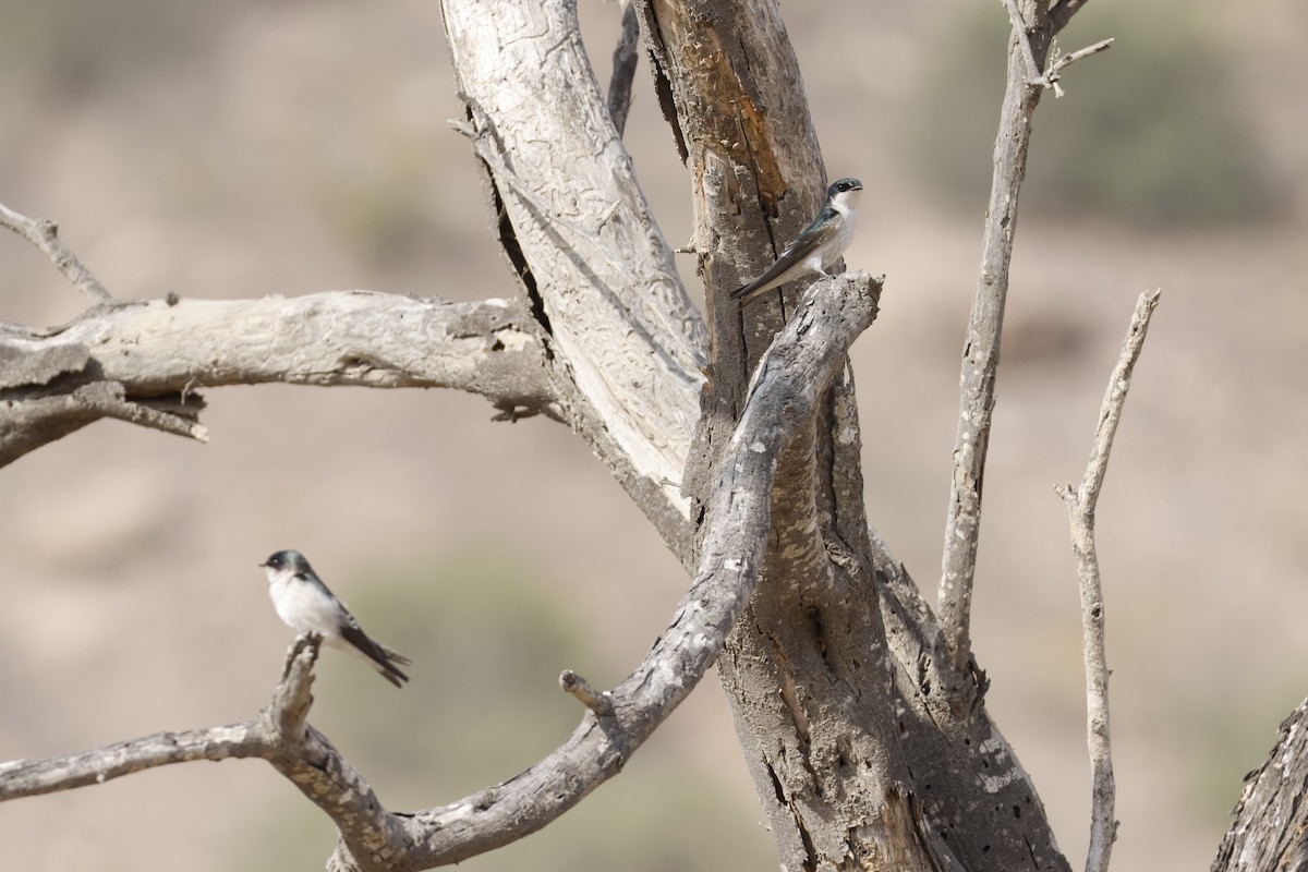 Tumbes Swallow - ML643171857