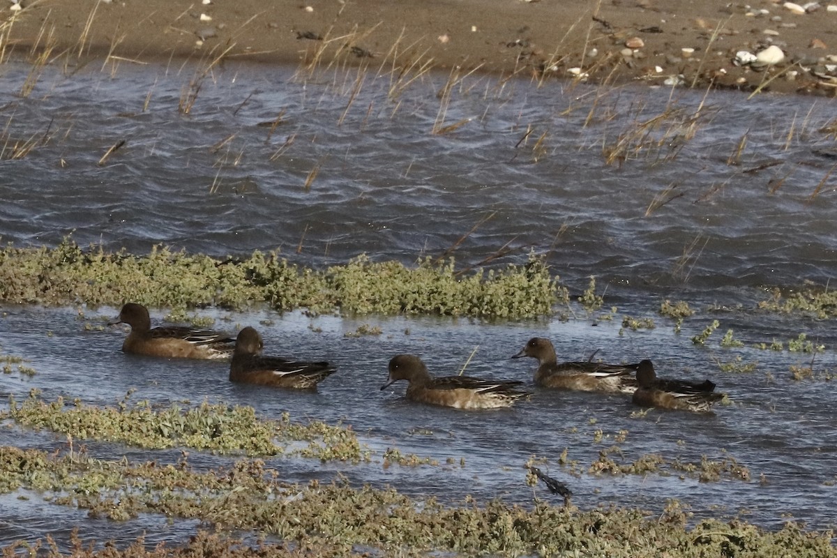 Eurasian Wigeon - ML643171861